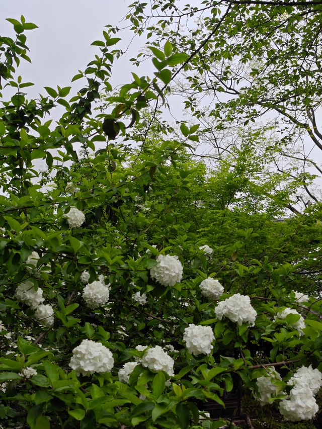 這個公園裡藏著470年的古藤