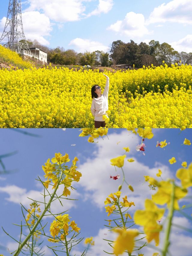 遛娃賞花寶藏地|||春來無事，