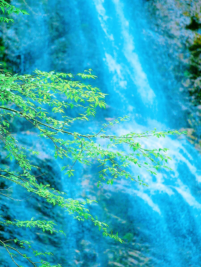 邂逅自然，赴一場山花之約