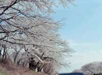 Spring Miracle