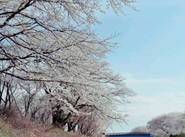 Spring Miracle