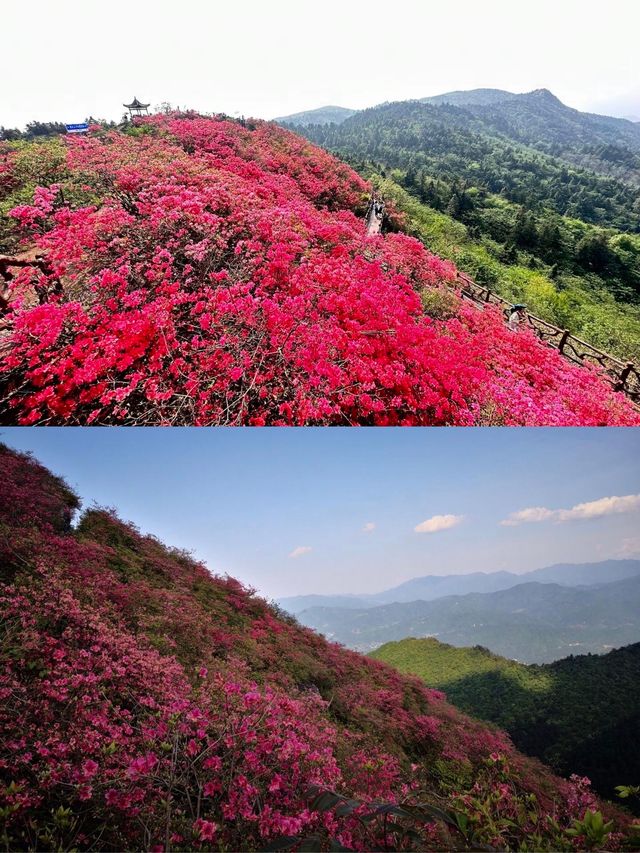 震撼！六安金寨萬畝映山紅盛開，美得讓人窒息！