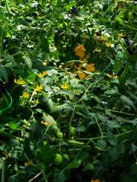 蘭陵國家蔬菜公園 一站式遊玩好去處 推薦打卡！
