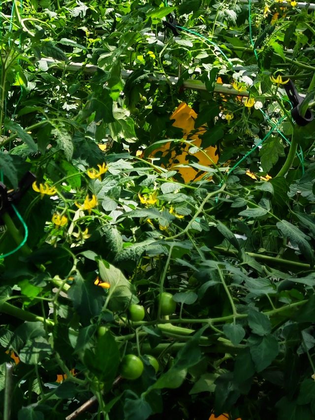 蘭陵國家蔬菜公園 一站式遊玩好去處 推薦打卡！