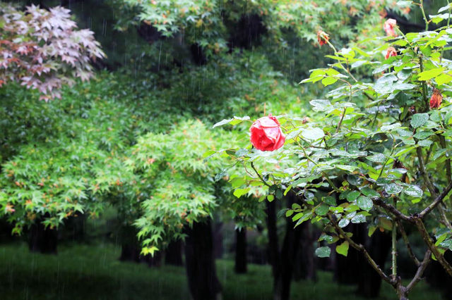 杭州秘境——太子湾公園