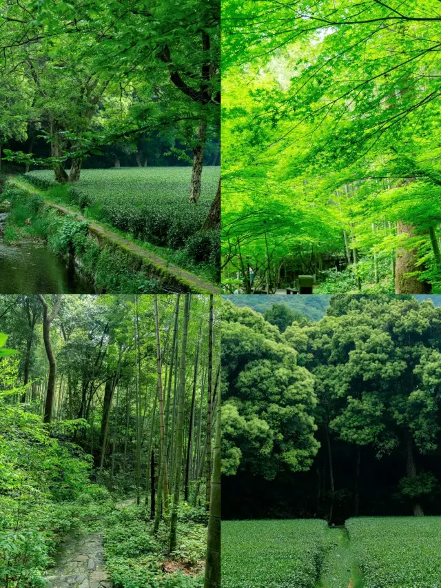 如果你5月去杭州,真心推薦你以下3條路線