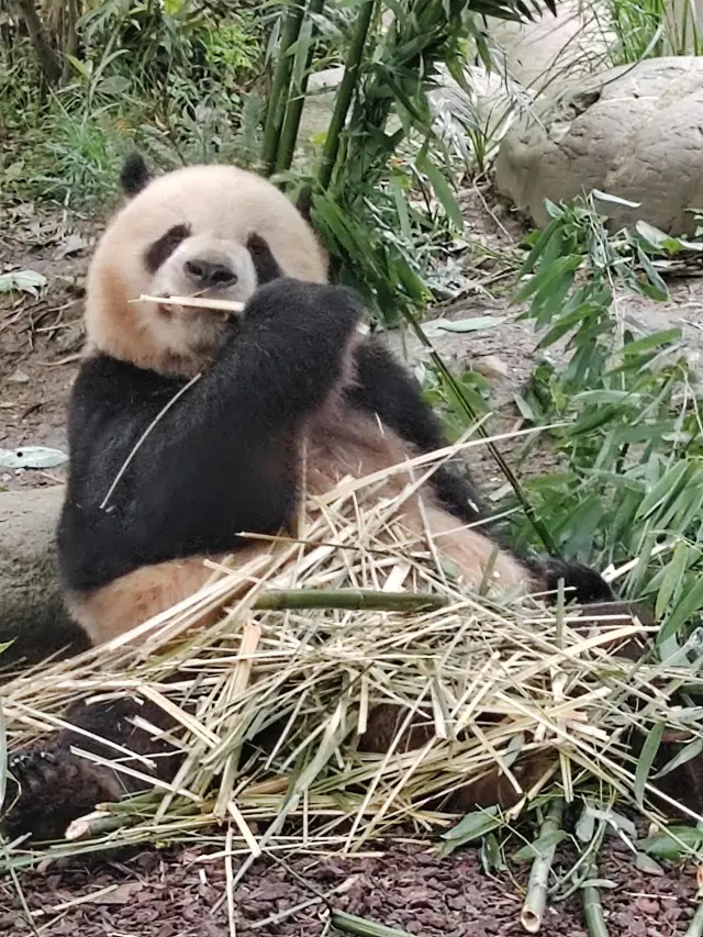 Dujiangyan Qingcheng Mountain Panda Valley chartered day tour strategy: