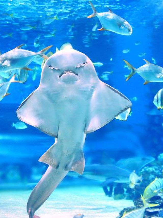 🌟 LA's Top Family-Friendly Attractions Unveiled 🎢🐠🔭🦁