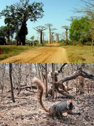 Kelingdi Nature Reserve Explore the Wonders of Nature and Dance with Wildlife