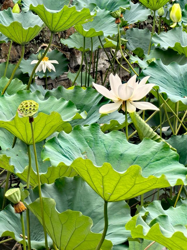 醉白池，上海人都不太熟悉的後花園。