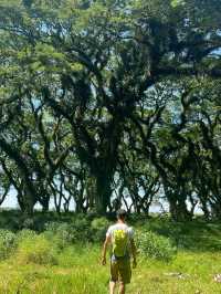 De Djawatan Forest in Indonesia is Amazing❤️