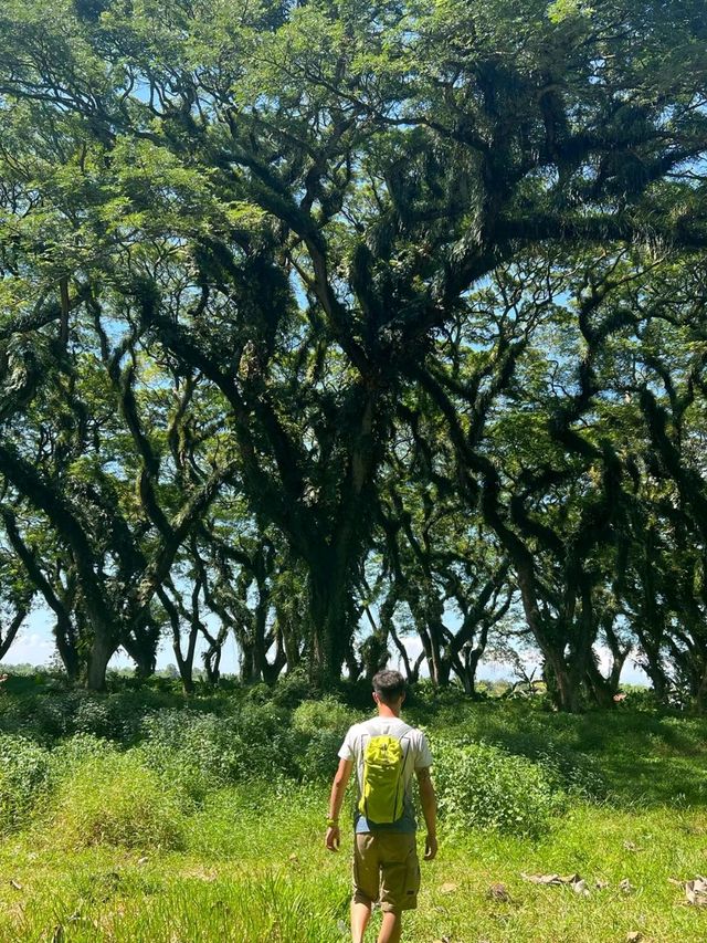 De Djawatan Forest in Indonesia is Amazing❤️