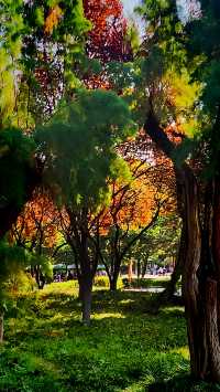 聽講西安豐慶公園錦簇芳菲，打卡過公園"山水綠叢中"才知曉。