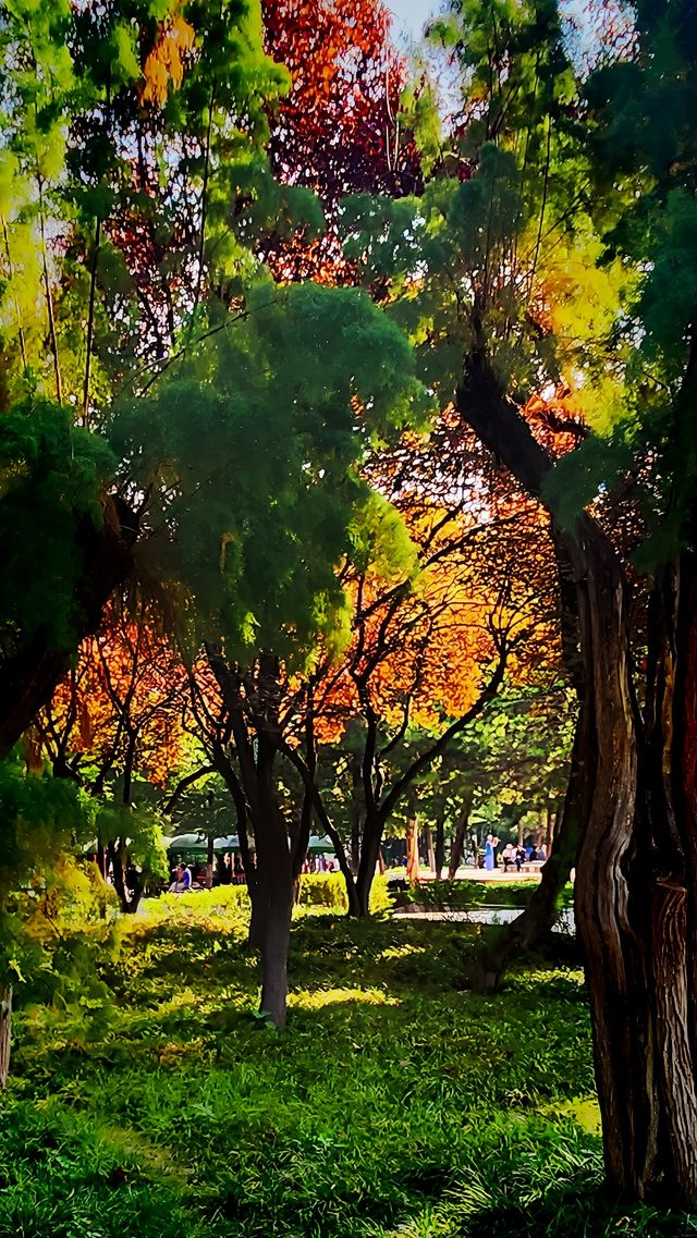 聽講西安豐慶公園錦簇芳菲，打卡過公園"山水綠叢中"才知曉。