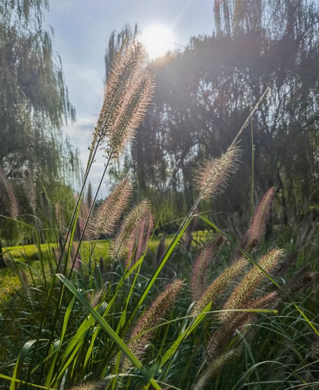 在北京，9月必到的小眾公園,絕對不能錯過!景色優美:大片翠綠稻浪,襯托著遠古白塔,人煙稀少:可以盡情拍攝。