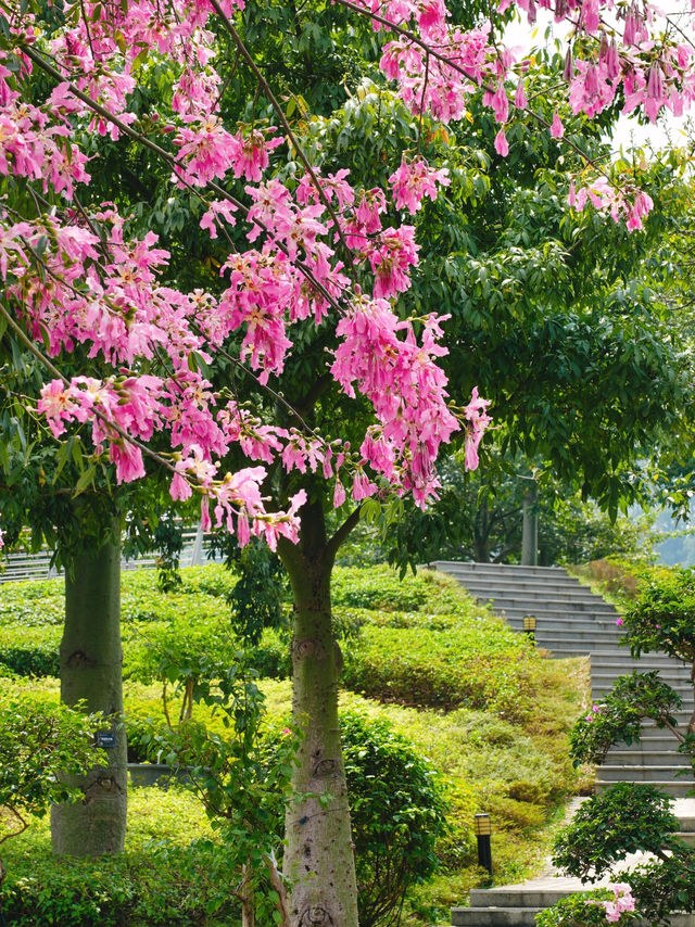 東莞植物園我見過的最美異木棉（附攻略）。