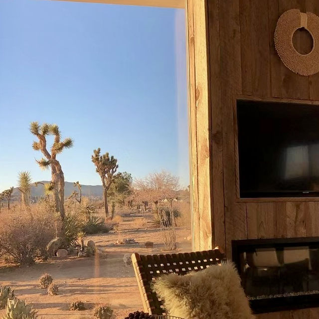 Joshua tree from a room view a beautiful look.