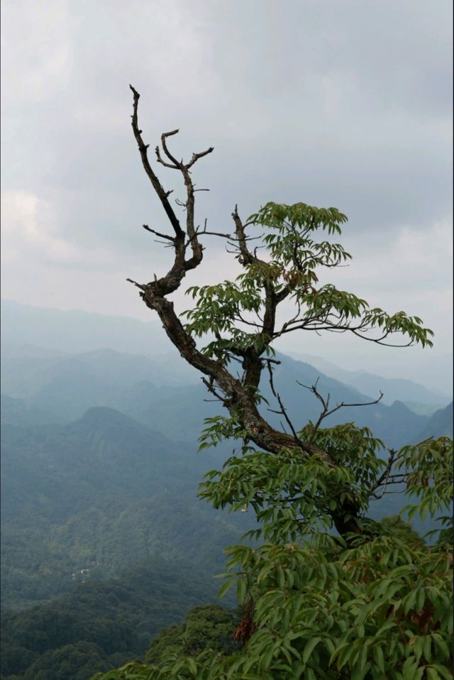 青城山天師洞遊玩全攻略｜交通、門票、景點、美食一網打盡！。