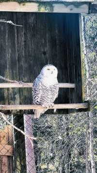 在拉努阿野生動物園，你能與自然親密接觸嗎。