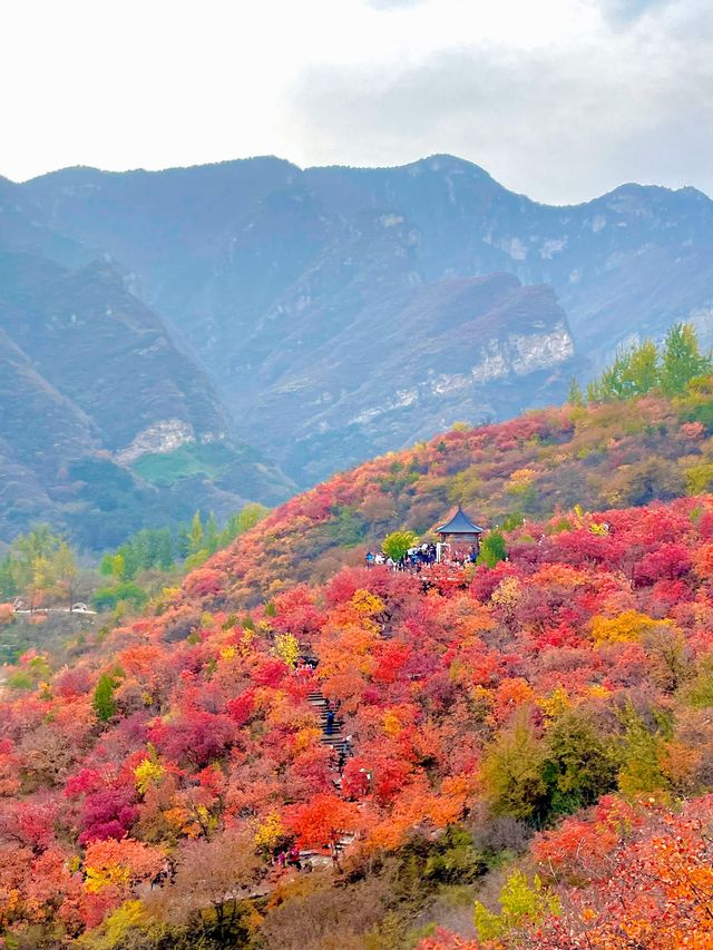 答應我，北京的秋天一定要來一趟坡峰嶺。