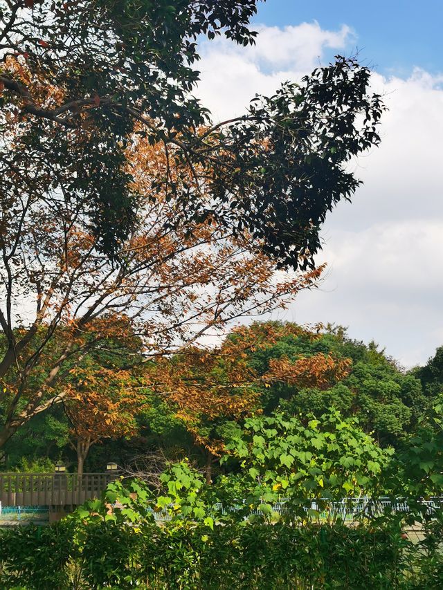 20度深秋的世紀公園美景。