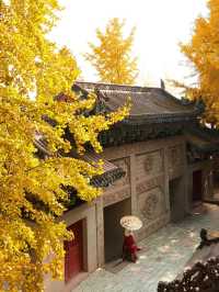 重慶銀杏滿園的寶藏寺廟——寶輪寺。