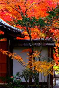 京都西芳寺。