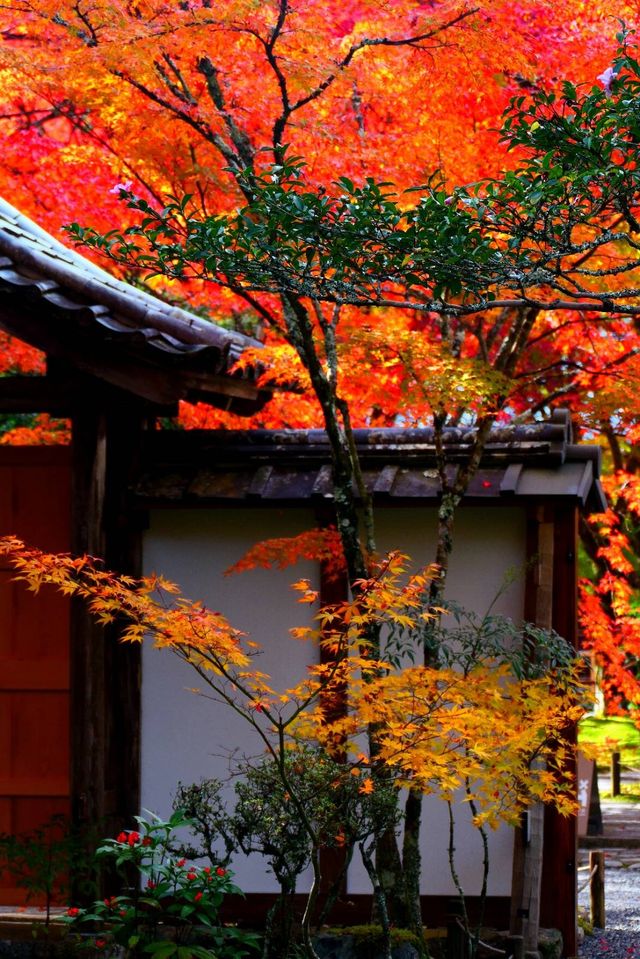 京都西芳寺。