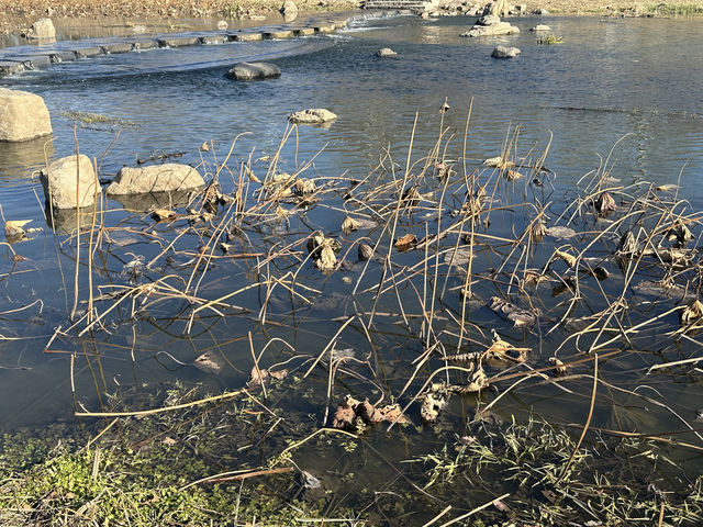 東沙河綠道到大運會遺址公園。