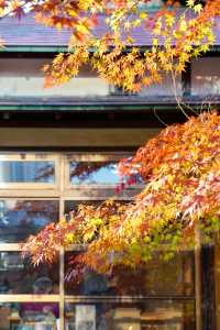 東京賞秋｜最後4天，這個精美的日式庭院不僅有紅葉