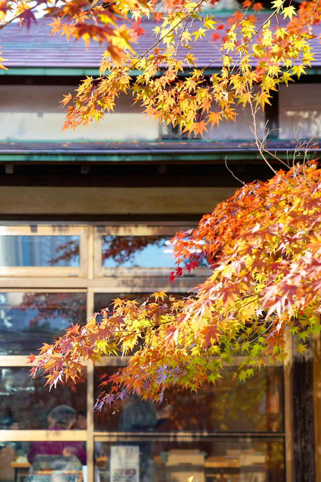 東京賞秋｜最後4天，這個精美的日式庭院不僅有紅葉