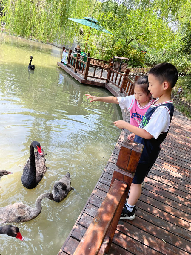 來揚州動物園餵天鵝！