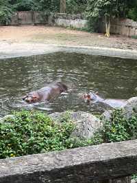 熬夜整理清邁夜間動物園の實用攻略。