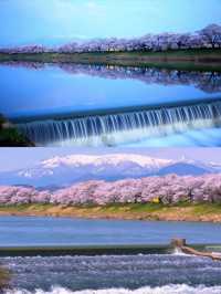 仙台船岡 白石川堤一目千本櫻