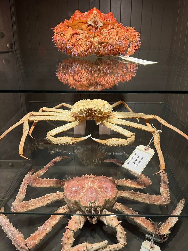 維多利亞必打卡！和恐龍面對面的神奇博物館