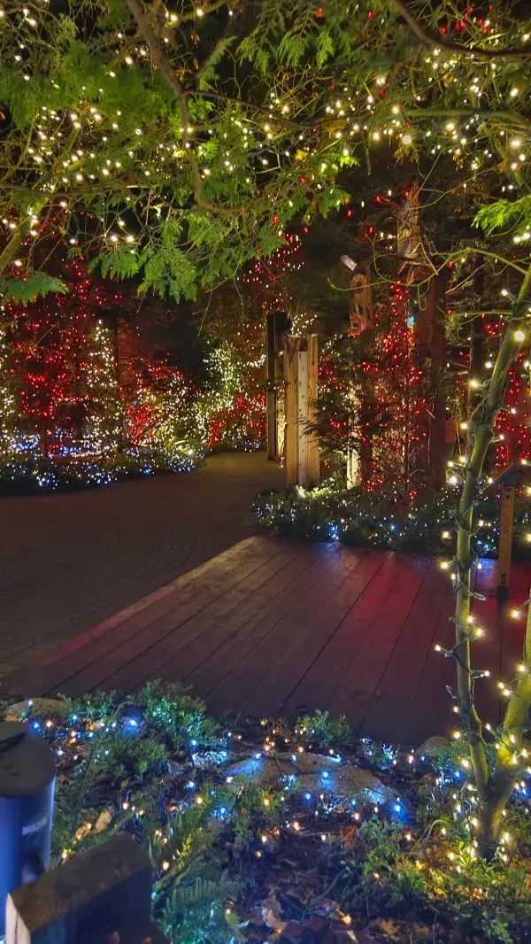 Capilano Suspension Bridge Park's Light Show