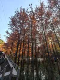 梅峰山地公園的水杉紅啦