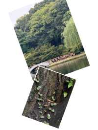 【名古屋必去！德川園，一步一景的古典美】