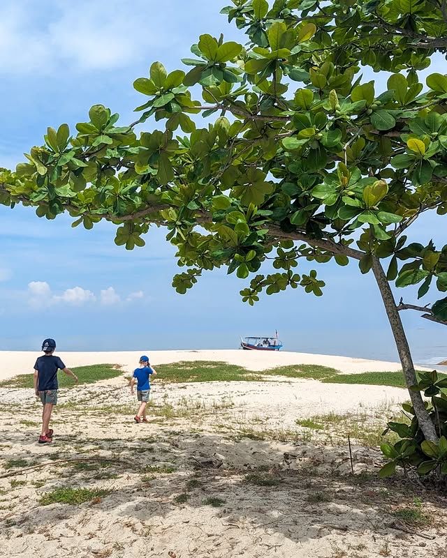 "檳城國家公園：熱帶雨林與海洋的雙重魅力" 