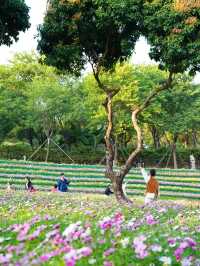 南山西麗·波斯菊花海正是賞花時候