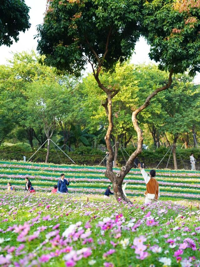 南山西麗·波斯菊花海正是賞花時候