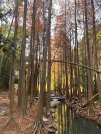 冇去阿勒泰 喺深圳馬巒山搵到咗落羽杉