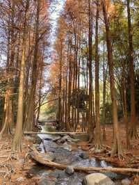 冇去阿勒泰 喺深圳馬巒山搵到咗落羽杉