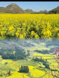 2025春季花海盛宴：賞花攻略大放送