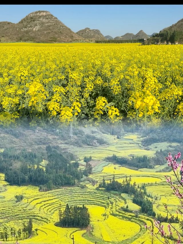2025春季花海盛宴：賞花攻略大放送