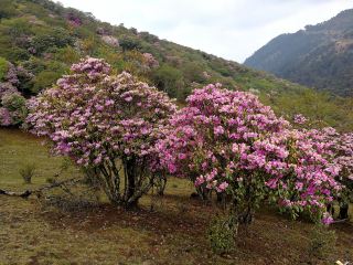 Ma'ershan Mountain, Heqing: A Sea of Flowers
