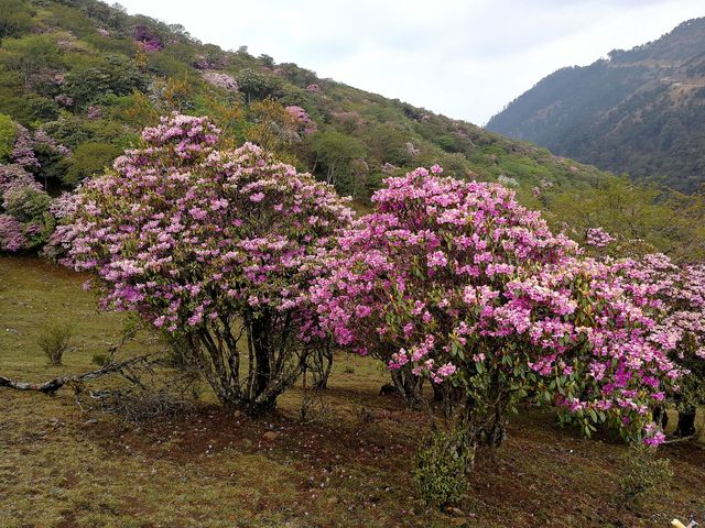 鶴慶馬耳山，花的海洋