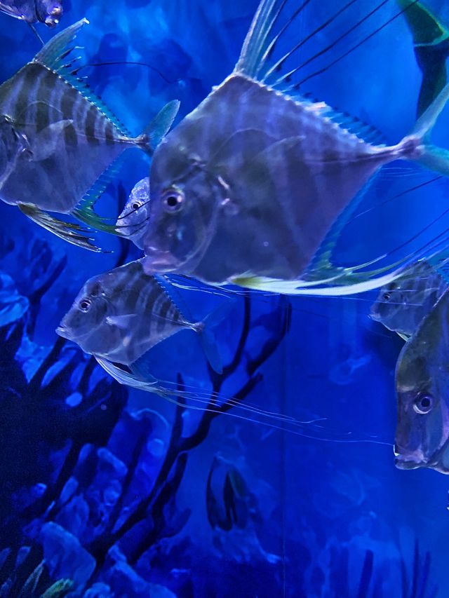 夜遊體驗大揭秘丨廣州海洋館的深海龍宮夜