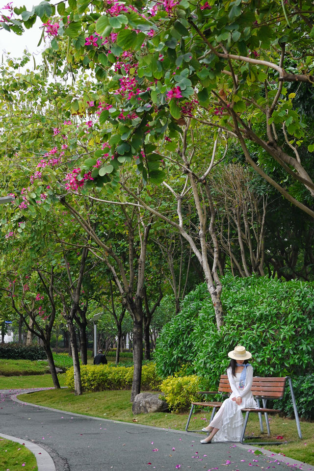 深圳嘅公園春天真係靚到喊 人少快啲衝啦