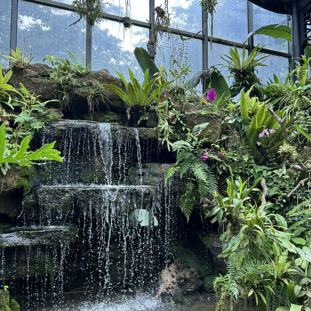 不在泰國！在東莞植物園